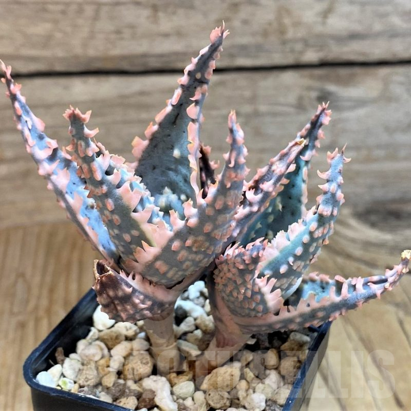 SH6830 Aloe TCT hybrid