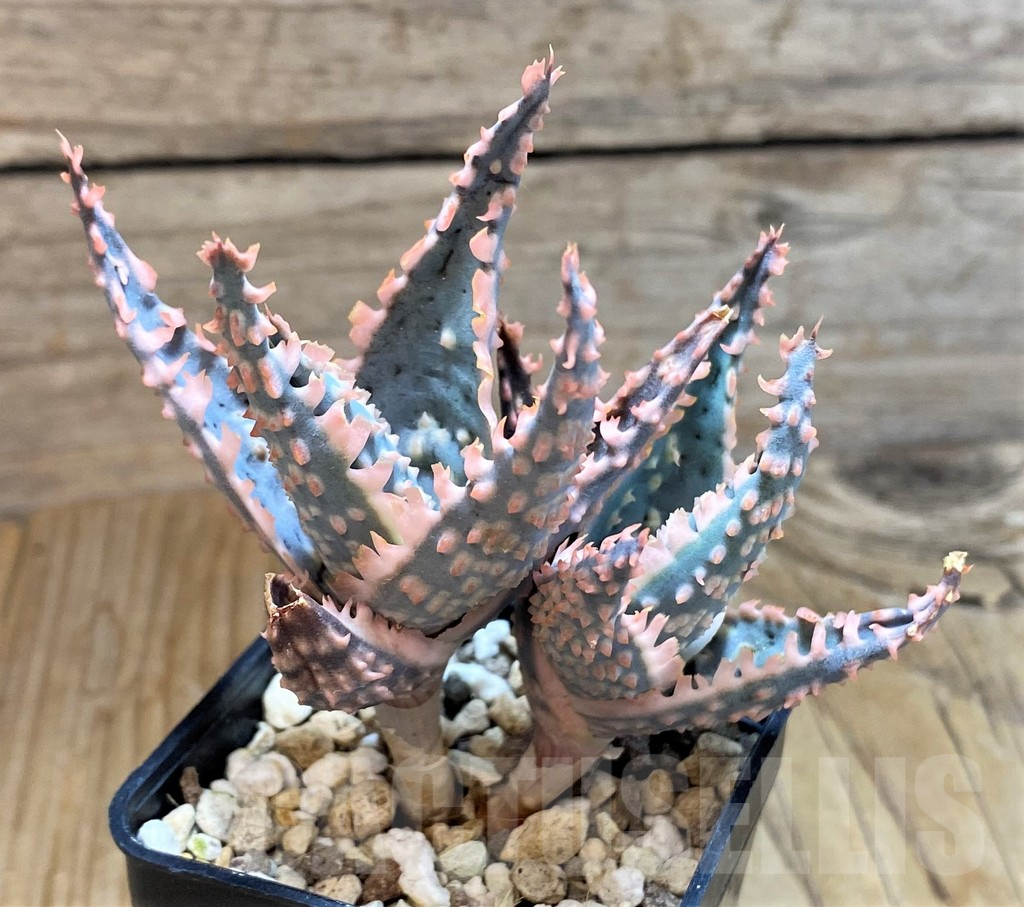 SH6830 Aloe TCT hybrid