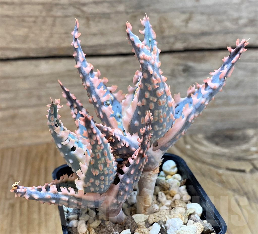 SH6830 Aloe TCT hybrid - immagine 2