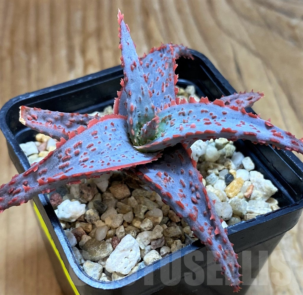 SH6831 Aloe TCT hybrid