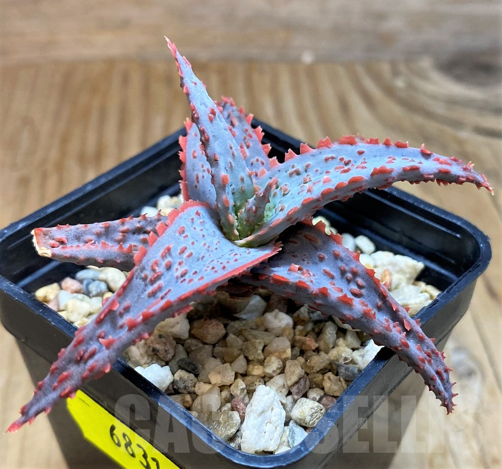 SH6831 Aloe TCT hybrid - immagine 2