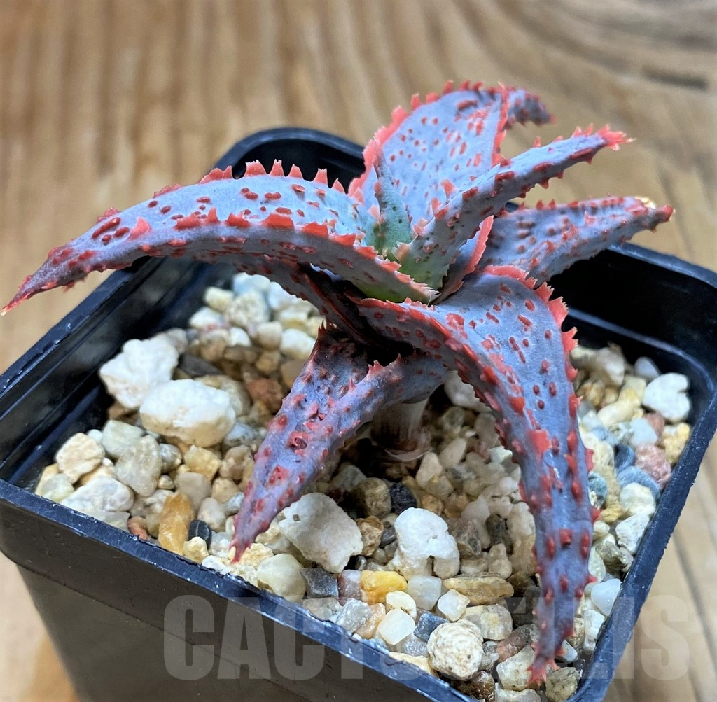 SH6831 Aloe TCT hybrid - immagine 3