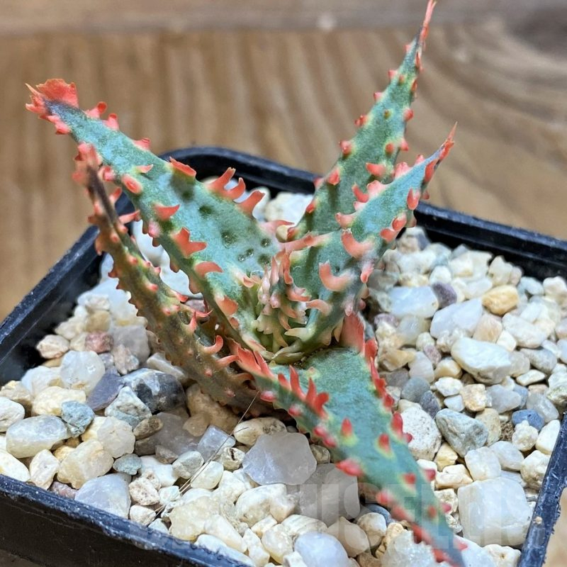 SH6833 Aloe TCT hybrid