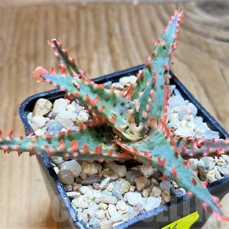 SH6834 Aloe TCT hybrid