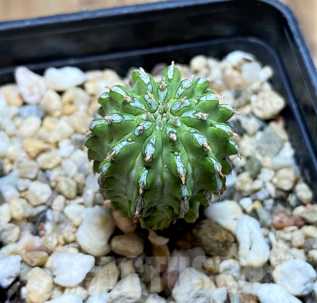 SH6836 Euphorbia sepulta