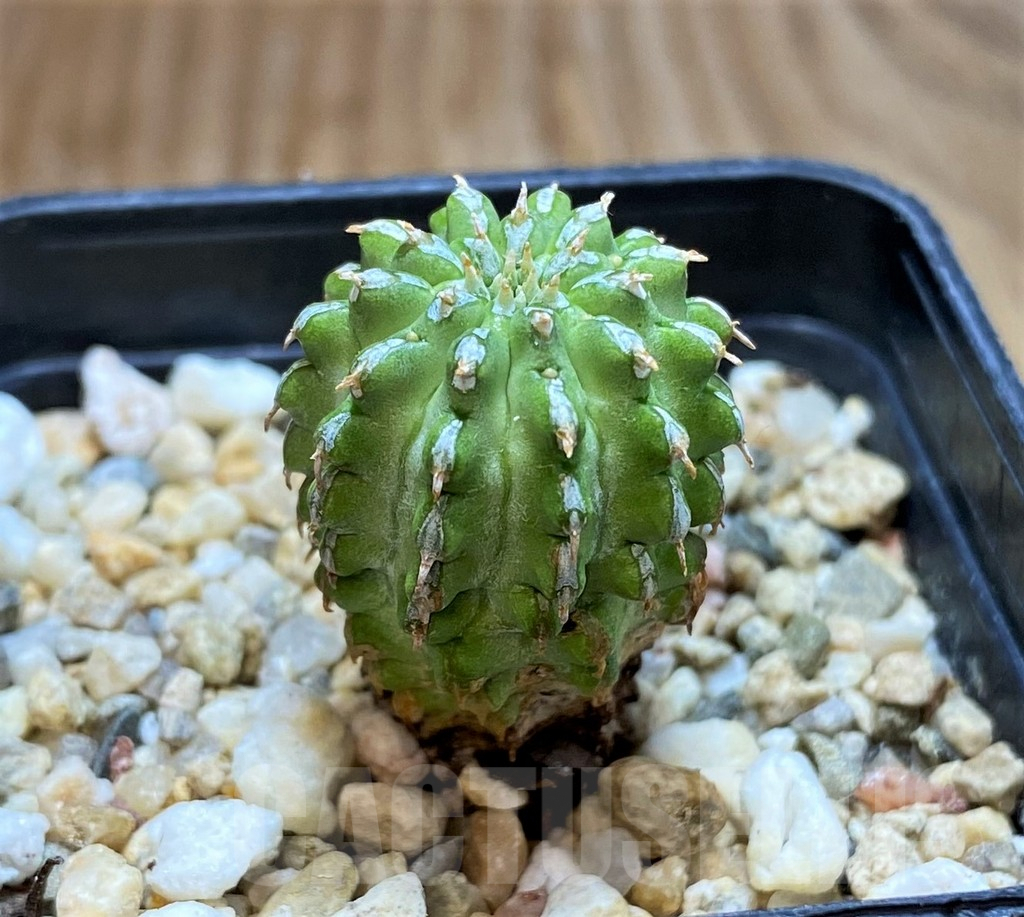 SH6836 Euphorbia sepulta - Image 2