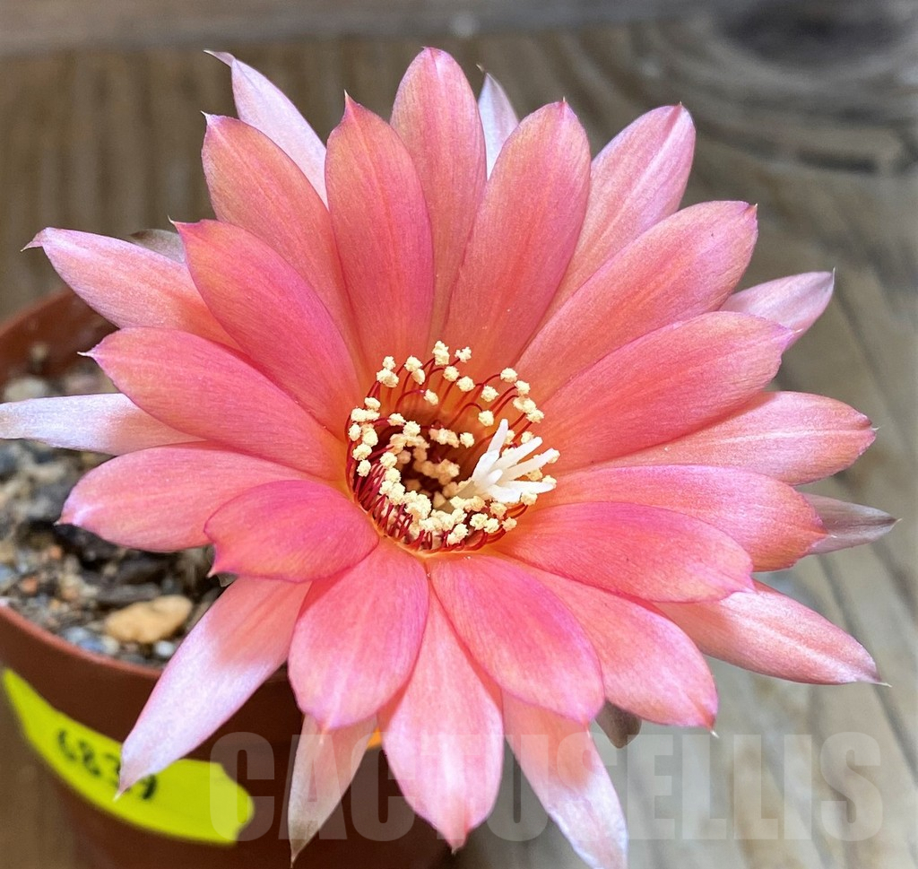 SH6839 Chamaecereus 'Antique Pink'