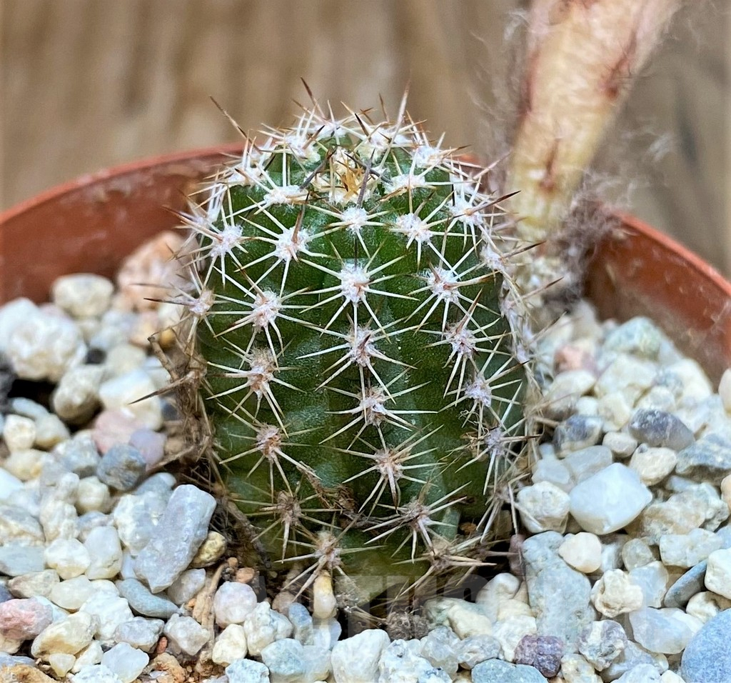 SH6839 Chamaecereus 'Antique Pink' - immagine 2