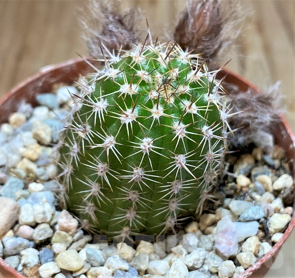 SH6840 Chamaecereus 'Antique Pink' - Obrázek 2