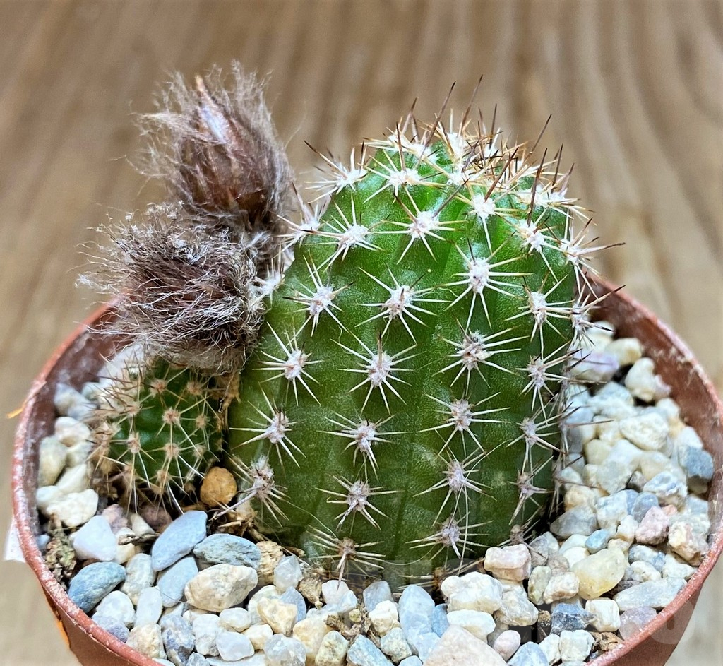 SH6840 Chamaecereus 'Antique Pink' - Obrázek 3