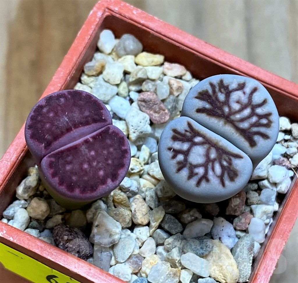 SH6841 Lithops julii ‘Kikushogyoku’, Lithops salicola ‘Sato’s Violet’ hybrid