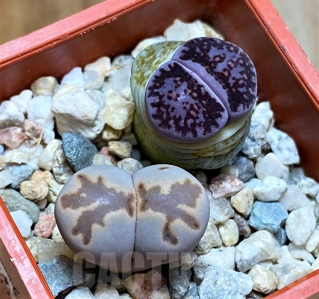 SH6842 Lithops julii ‘Kikushogyoku’, Lithops salicola ‘Sato’s Violet’ hybrid