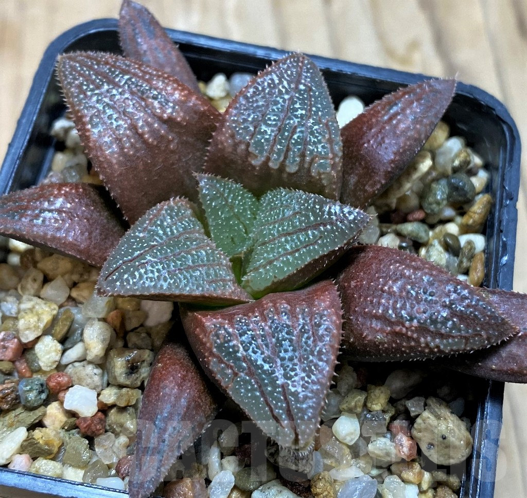 SH6802 Haworthia magnifica hybrid - Image 3