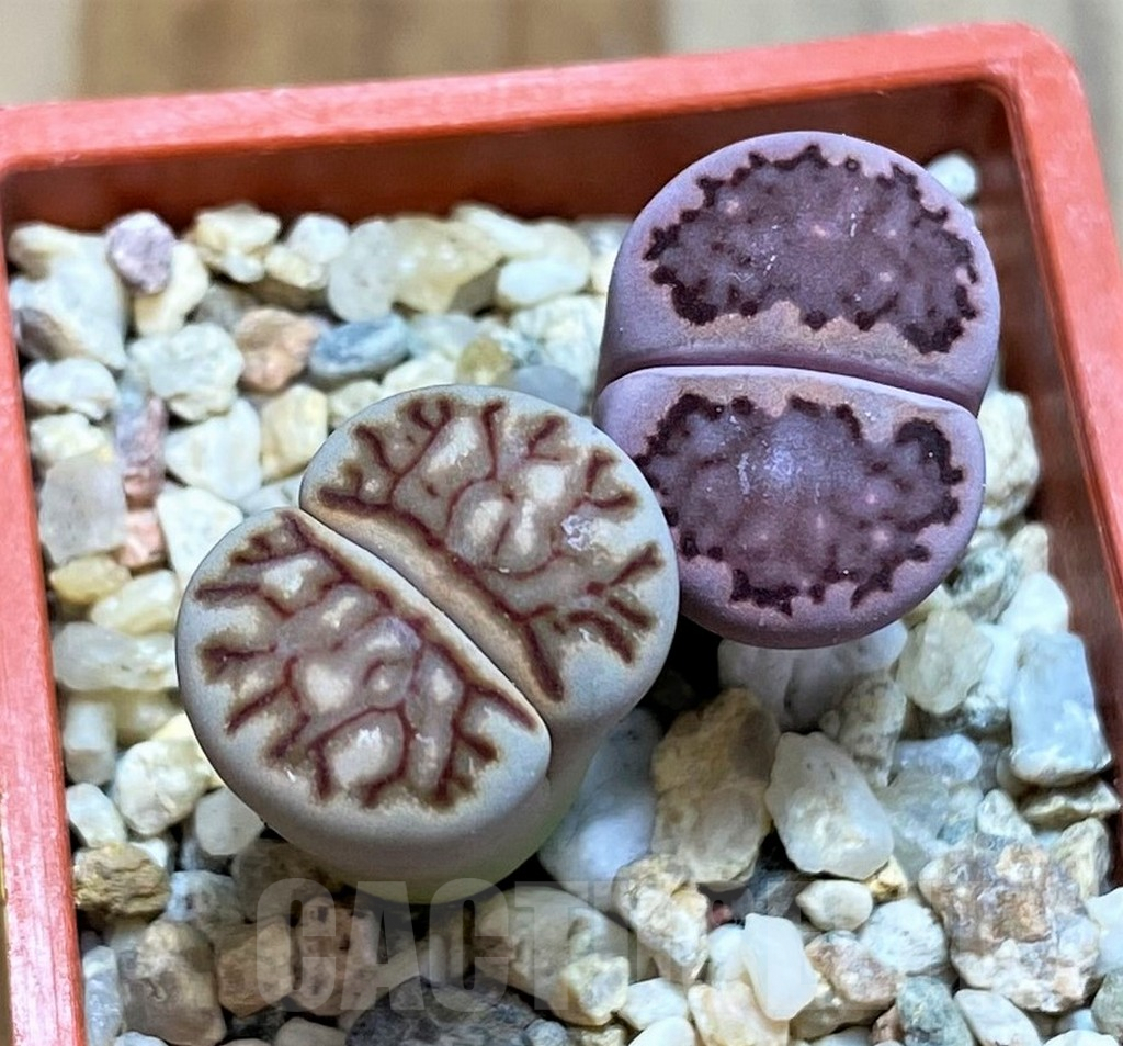 SH6844 Lithops julii ‘Kikushogyoku’, Lithops salicola ‘Sato’s Violet’ hybrid