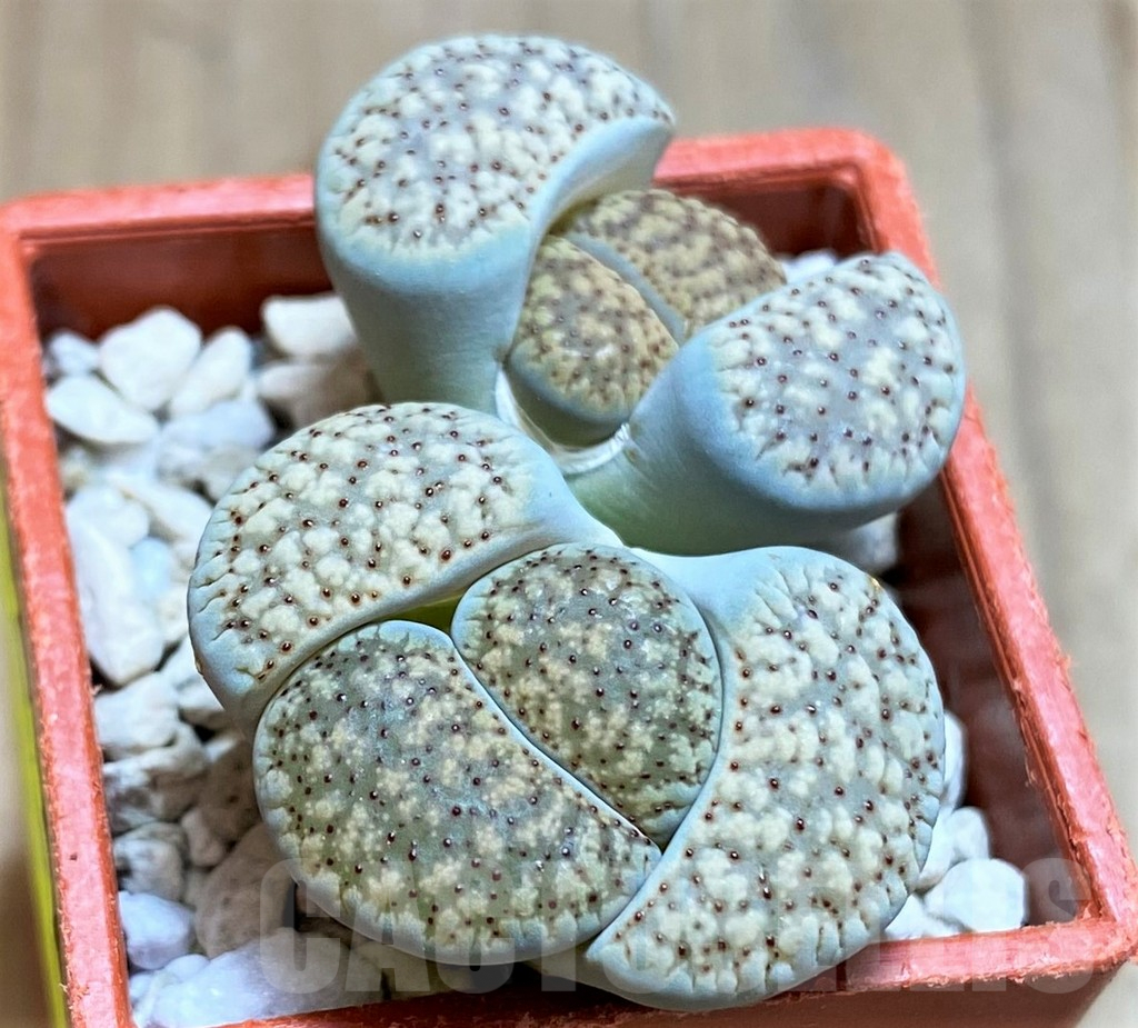 SH6846 Lithops verruculosa
