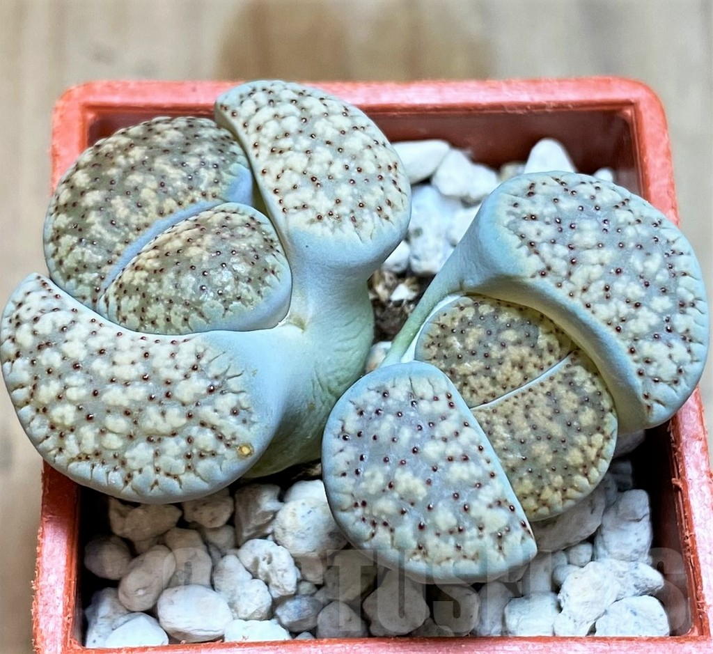 SH6846 Lithops verruculosa - Image 2