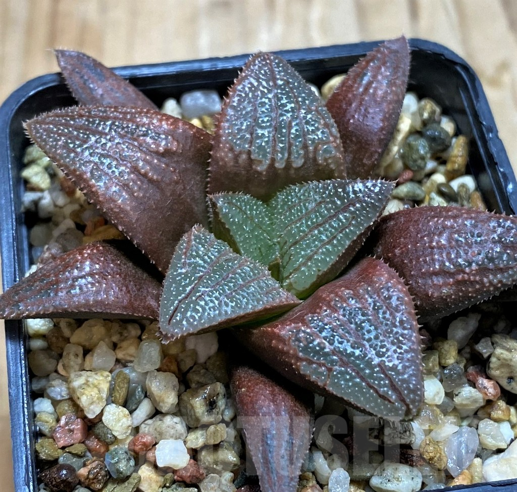SH6802 Haworthia magnifica hybrid - Image 2