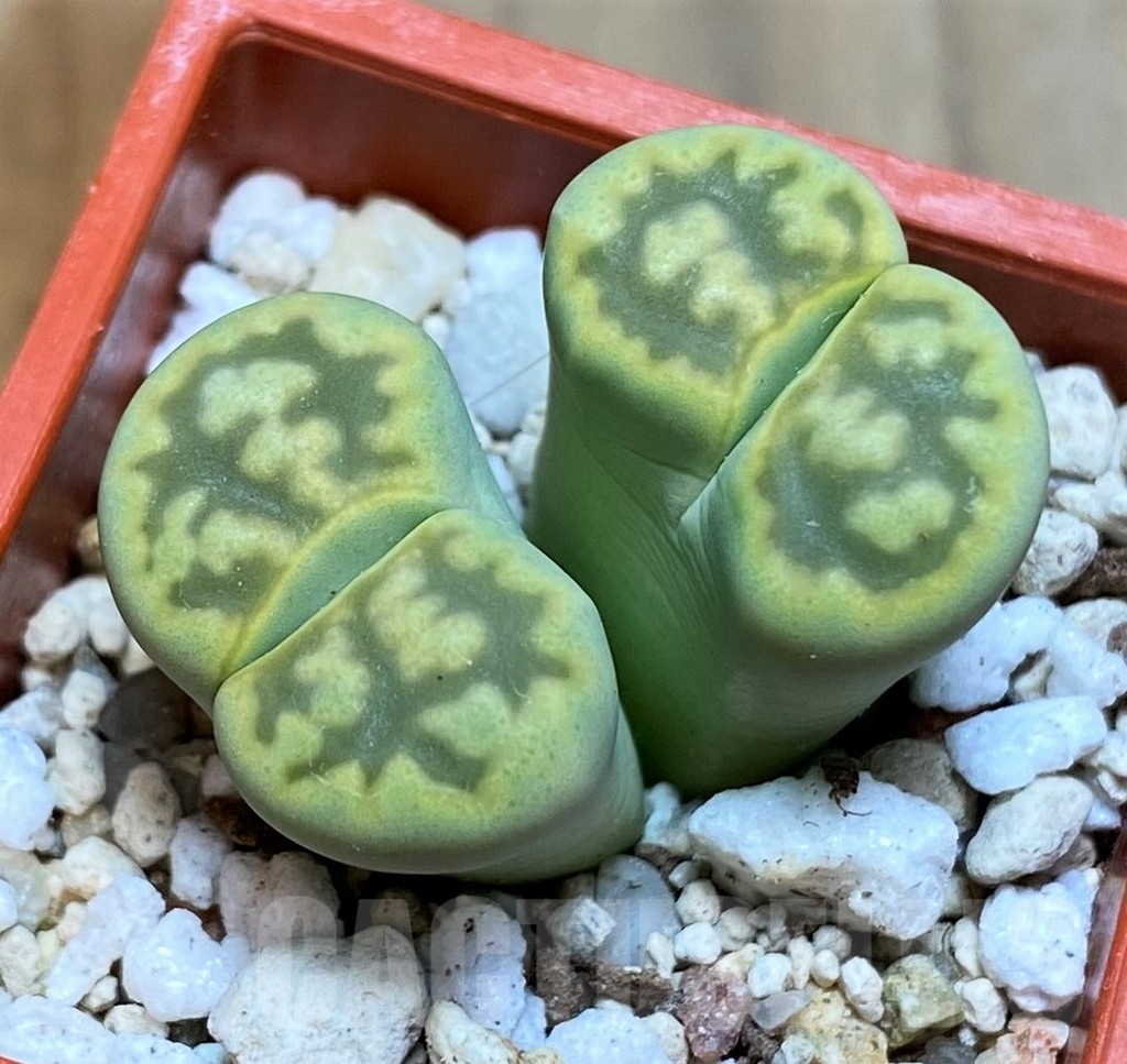 SH6849 Lithops bella 'Green vermilion'