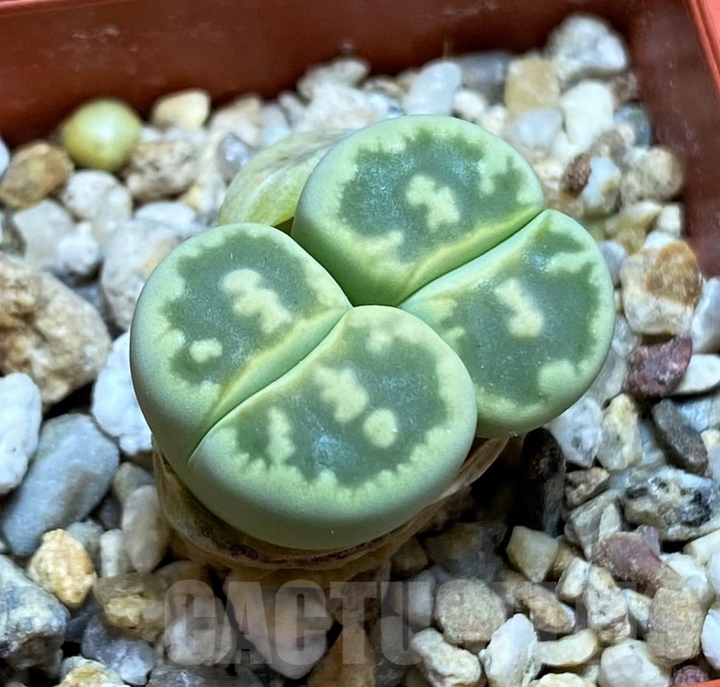 SH6850 Lithops bella 'Green vermilion'