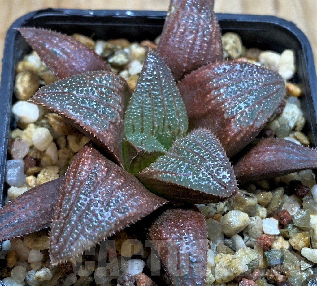SH6802 Haworthia magnifica hybrid