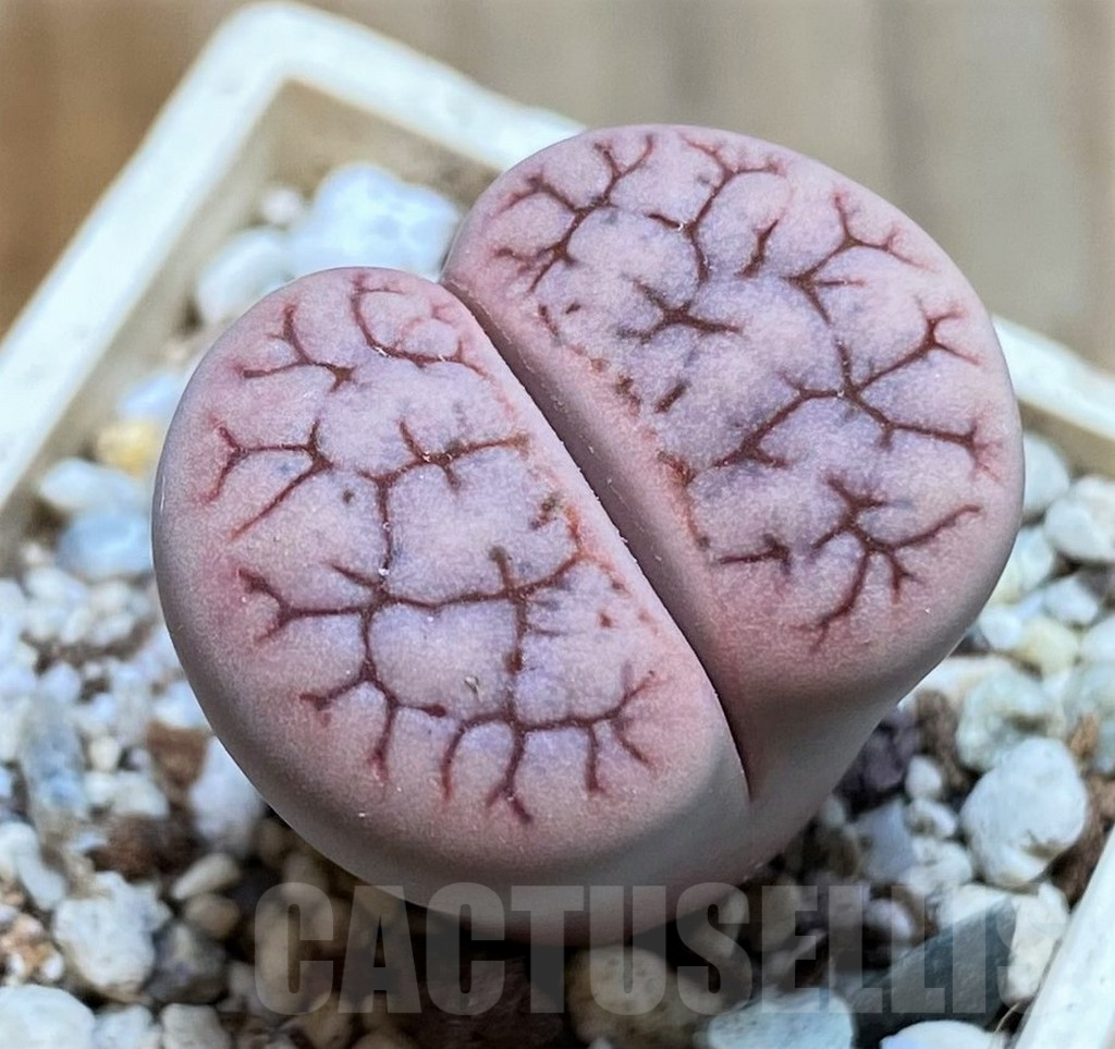 SH6853 Lithops gracilidelineata v. brandbergensis