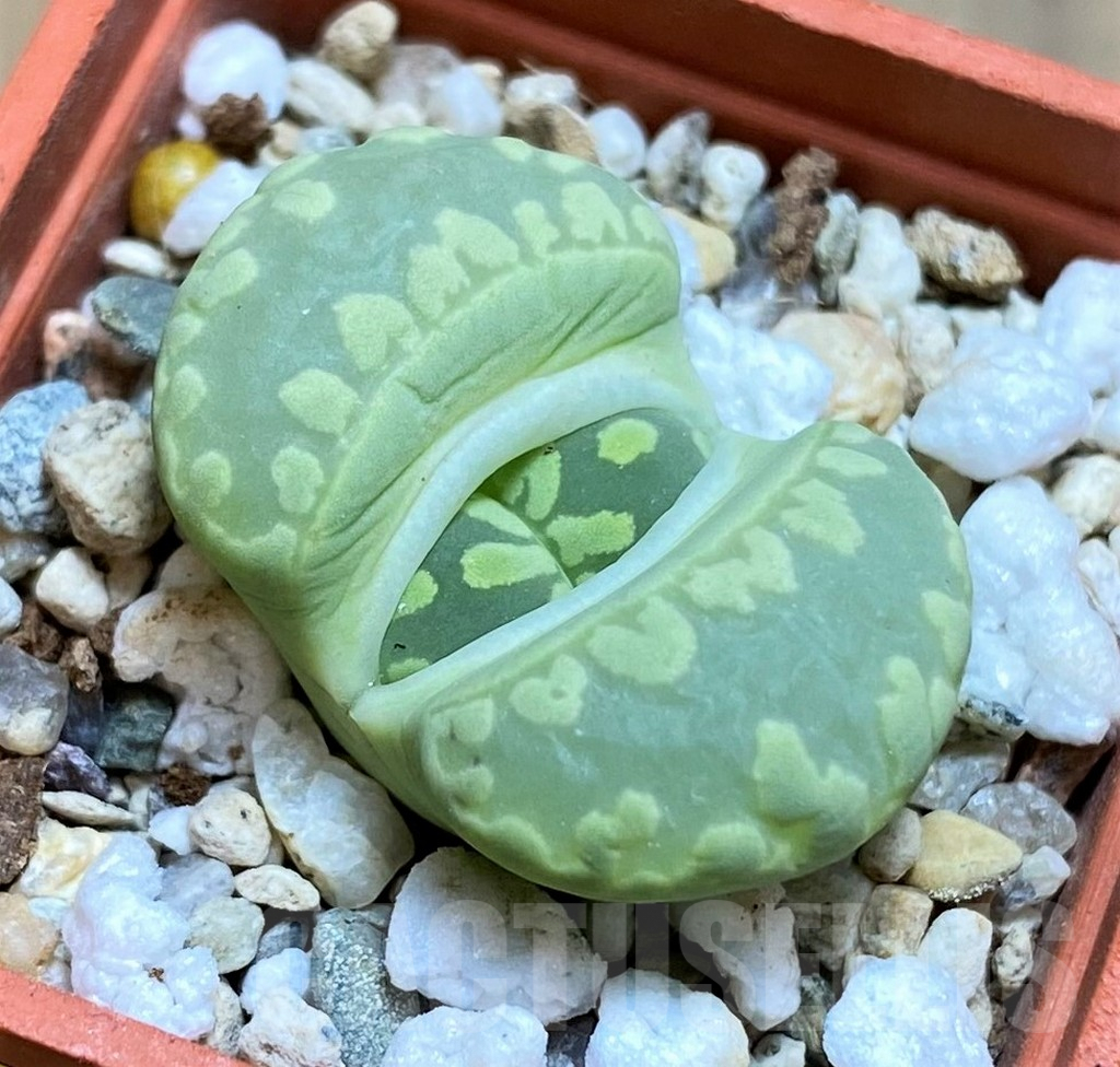 SH6855 Lithops otzeniana 'Green form' C350