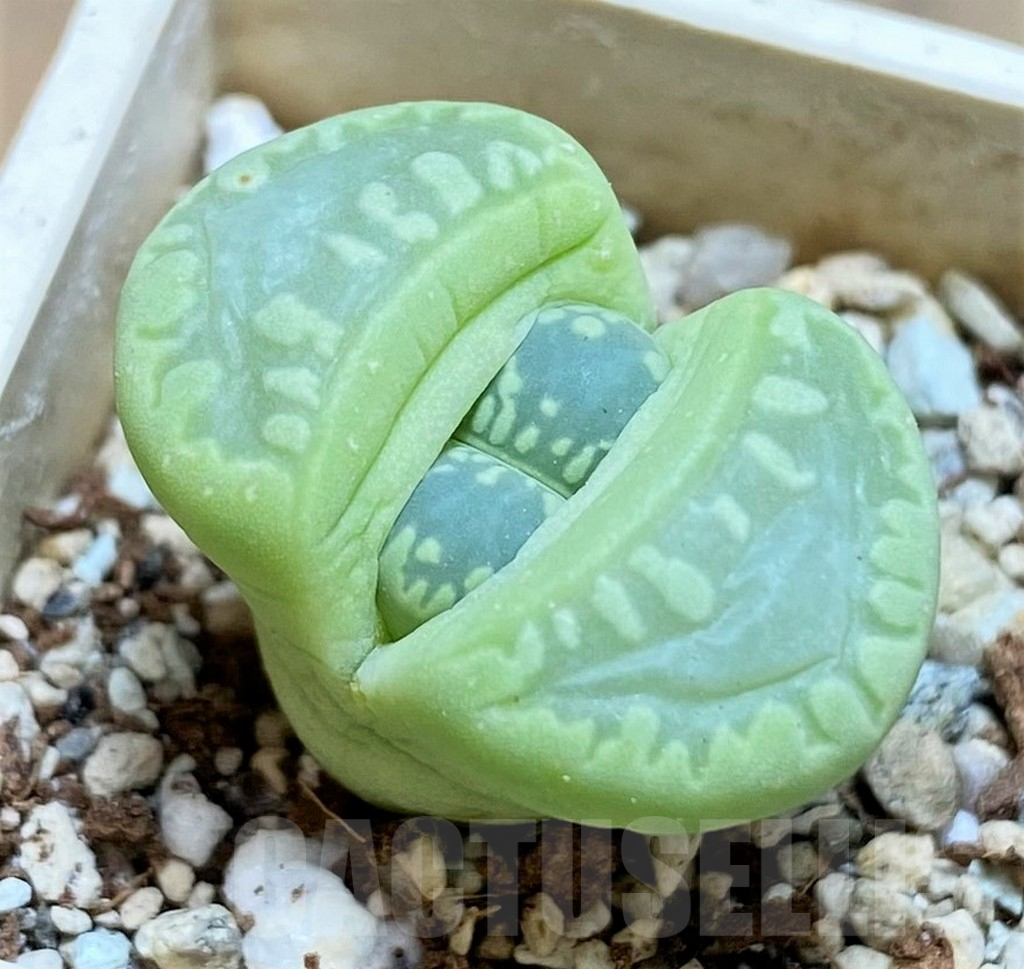 SH6856 Lithops otzeniana 'Green form' C350