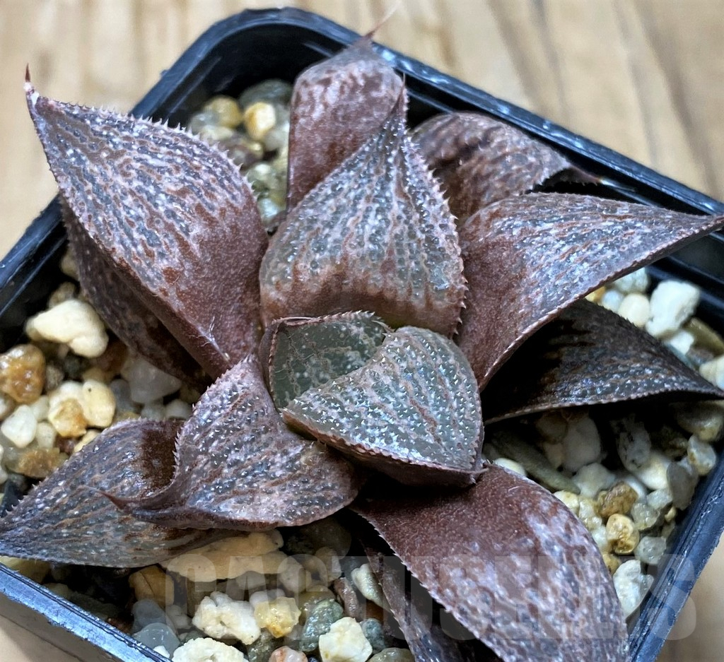 SH6803 Haworthia magnifica v. splendens SH