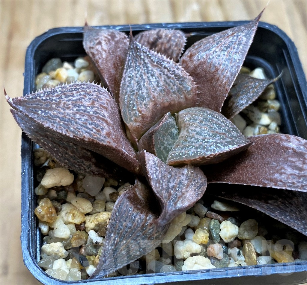 SH6803 Haworthia magnifica v. splendens SH - immagine 2