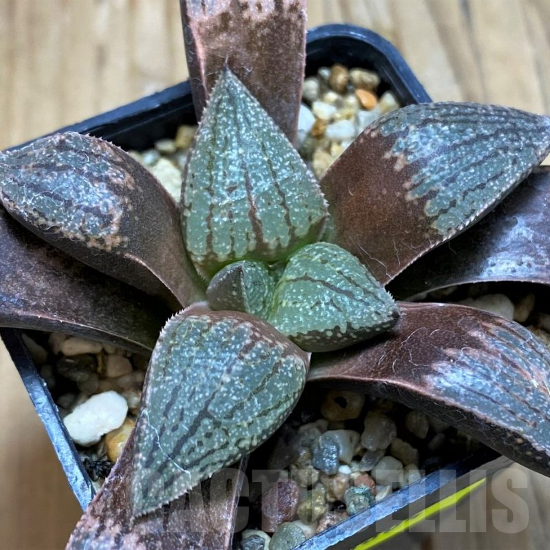 SH6804 Haworthia picta -Japan-