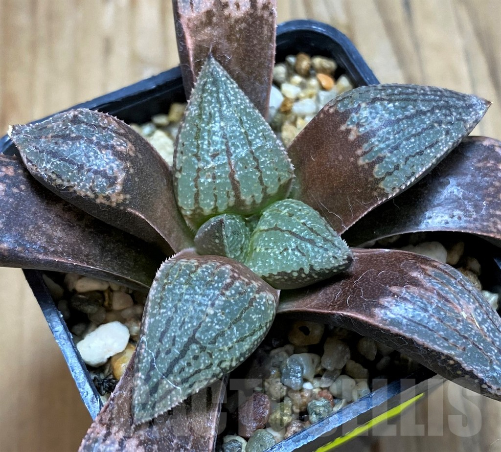 SH6804 Haworthia picta -Japan-