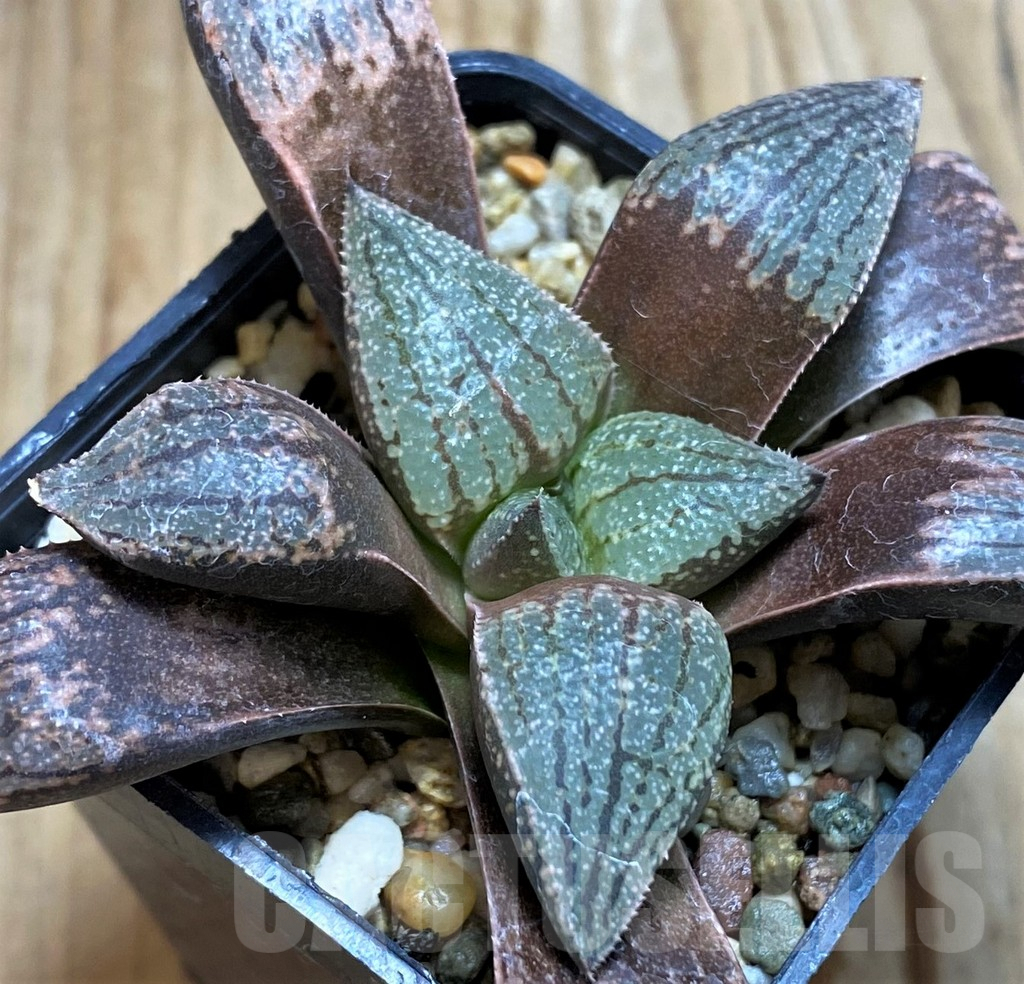 SH6804 Haworthia picta -Japan- - immagine 2