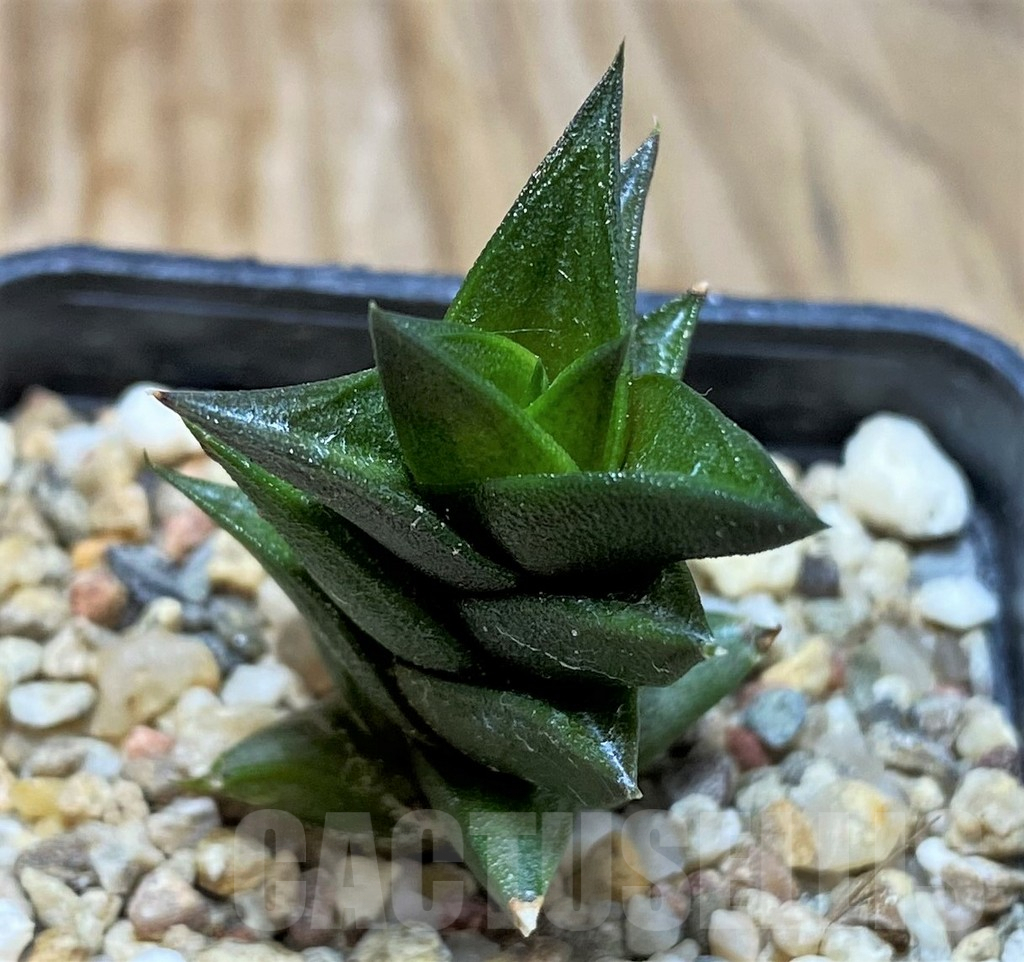 SH6805 Haworthia viscosa, seedling