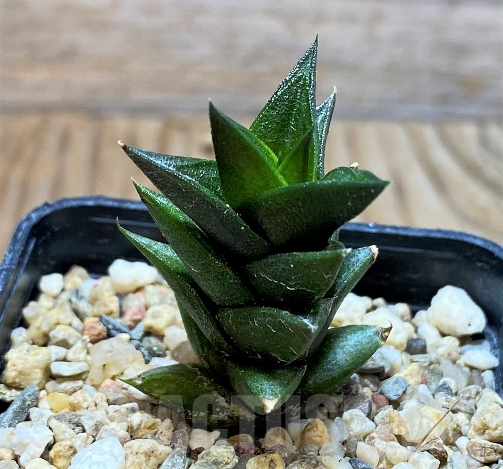 SH6805 Haworthia viscosa, seedling - Image 2