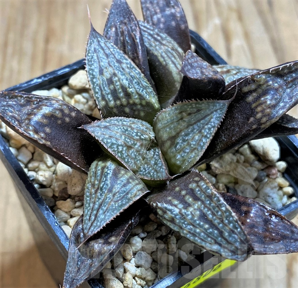 SH6806 Haworthia 'Bev's Wonder' clon A x clon C - Зображення 3