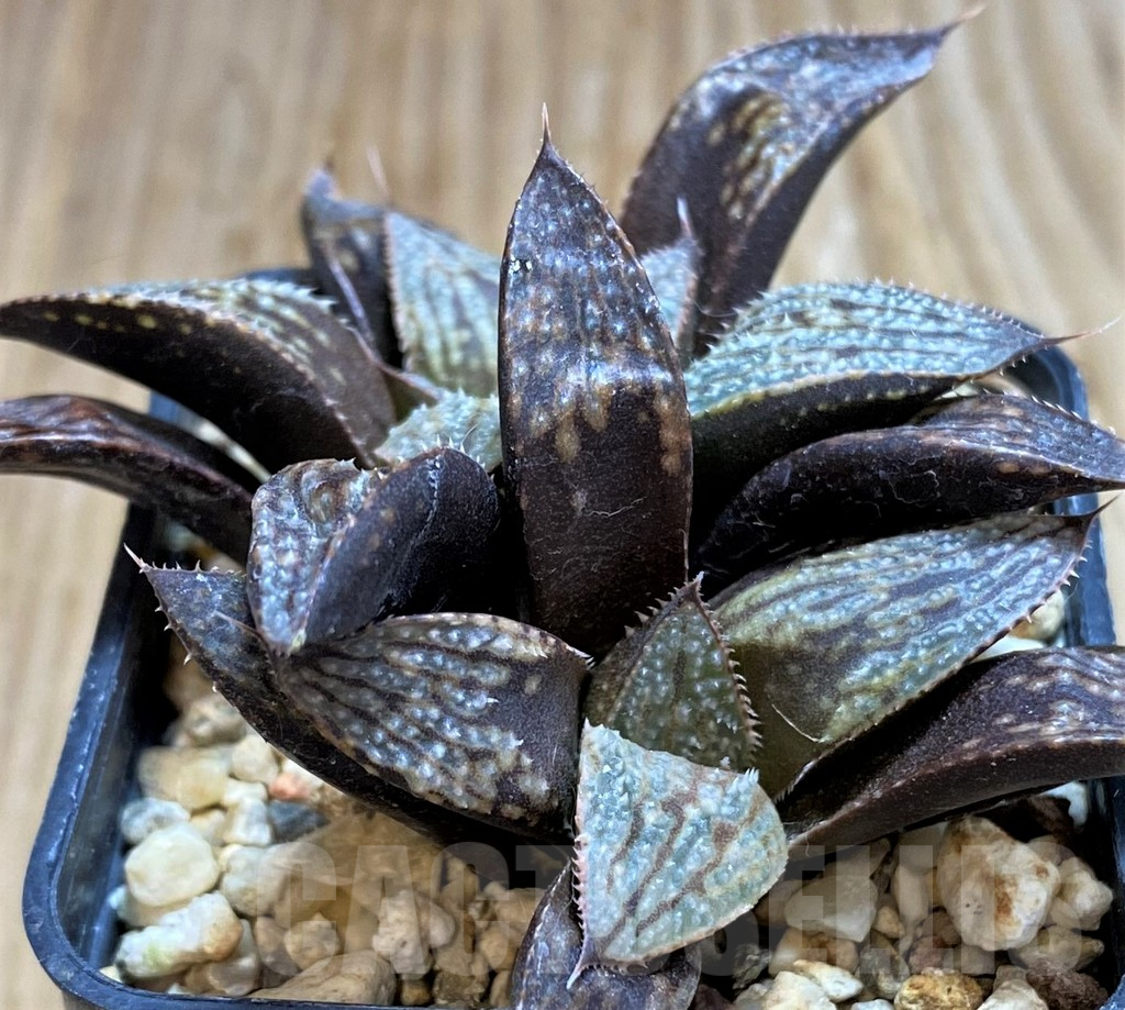SH6806 Haworthia 'Bev's Wonder' clon A x clon C - Зображення 2