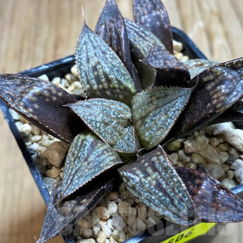 SH6806 Haworthia 'Bev's Wonder' clon A x clon C