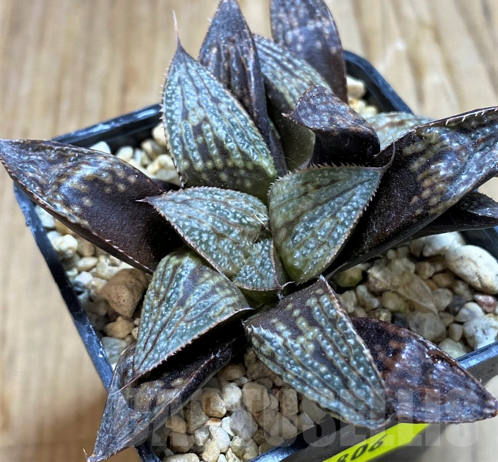 SH6806 Haworthia 'Bev's Wonder' clon A x clon C