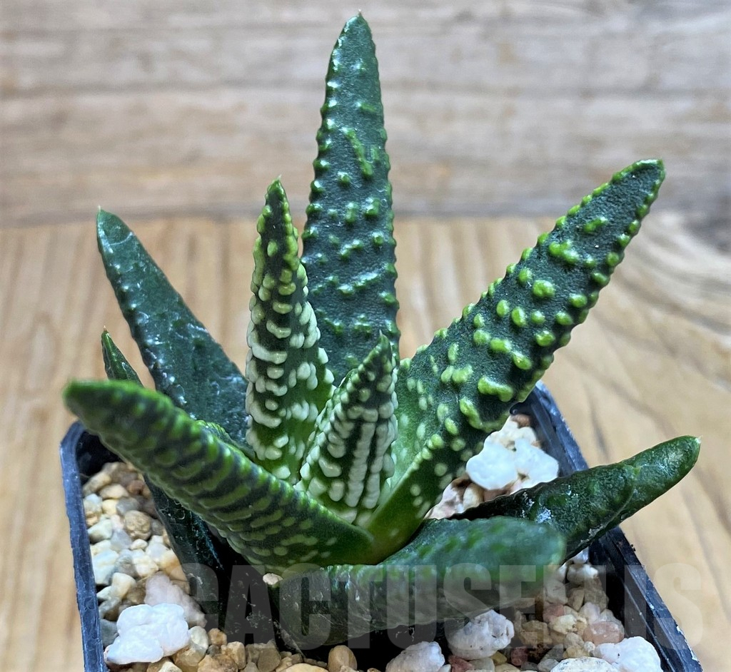 SH6807 Haworthia pumila 'Donut' SH, seedling - Imagen 2