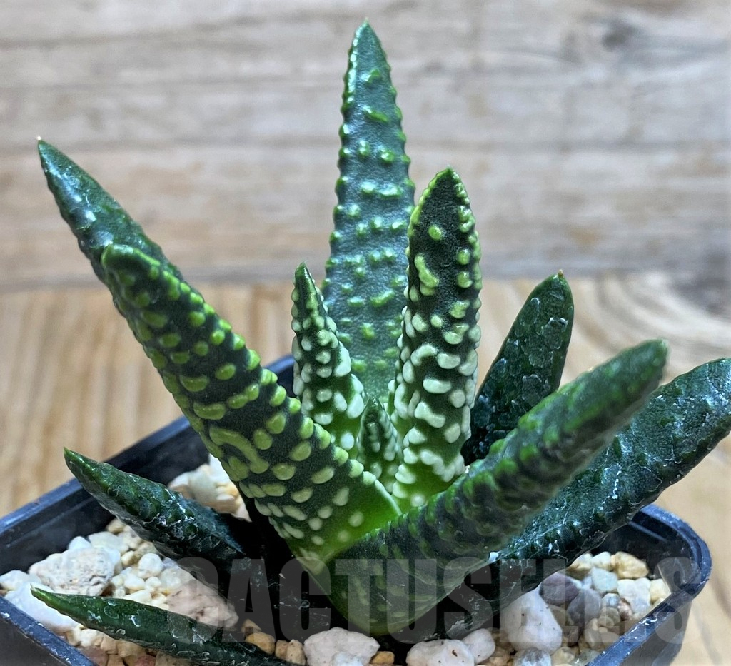 SH6807 Haworthia pumila 'Donut' SH, seedling