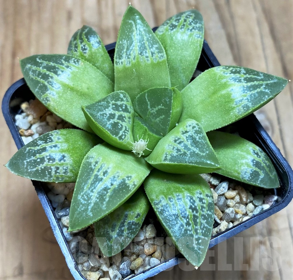 SH6808 Haworthia comptoniana 'Minisuca'