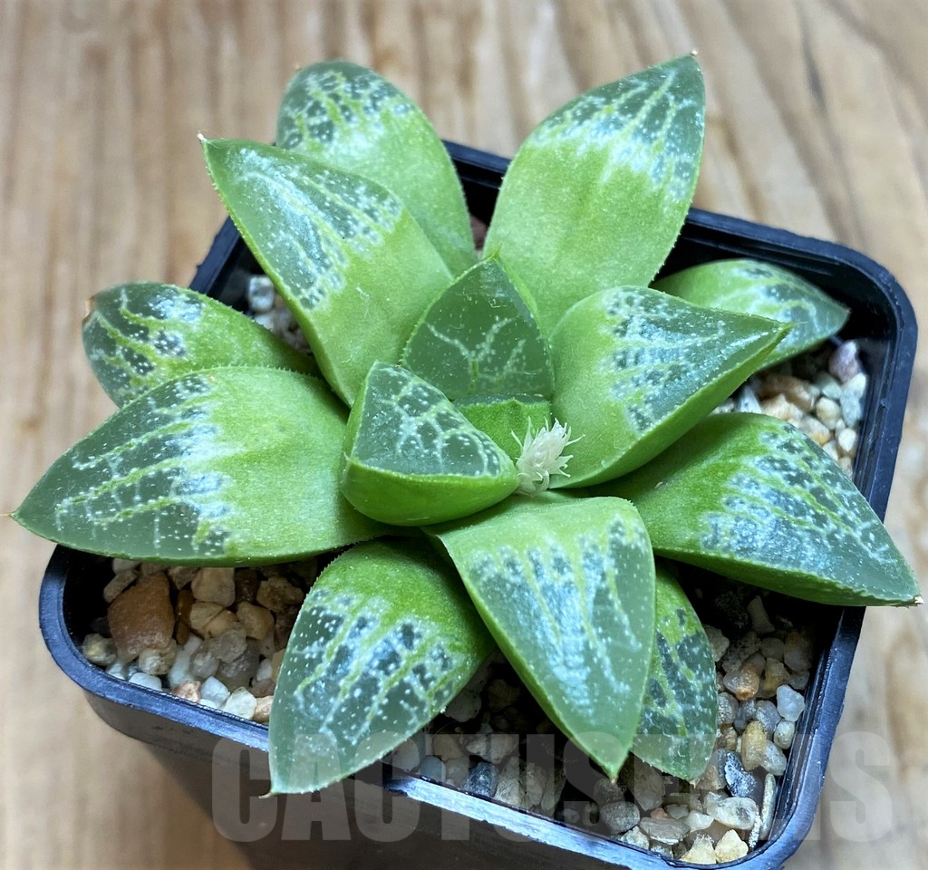 SH6808 Haworthia comptoniana 'Minisuca' - Image 2