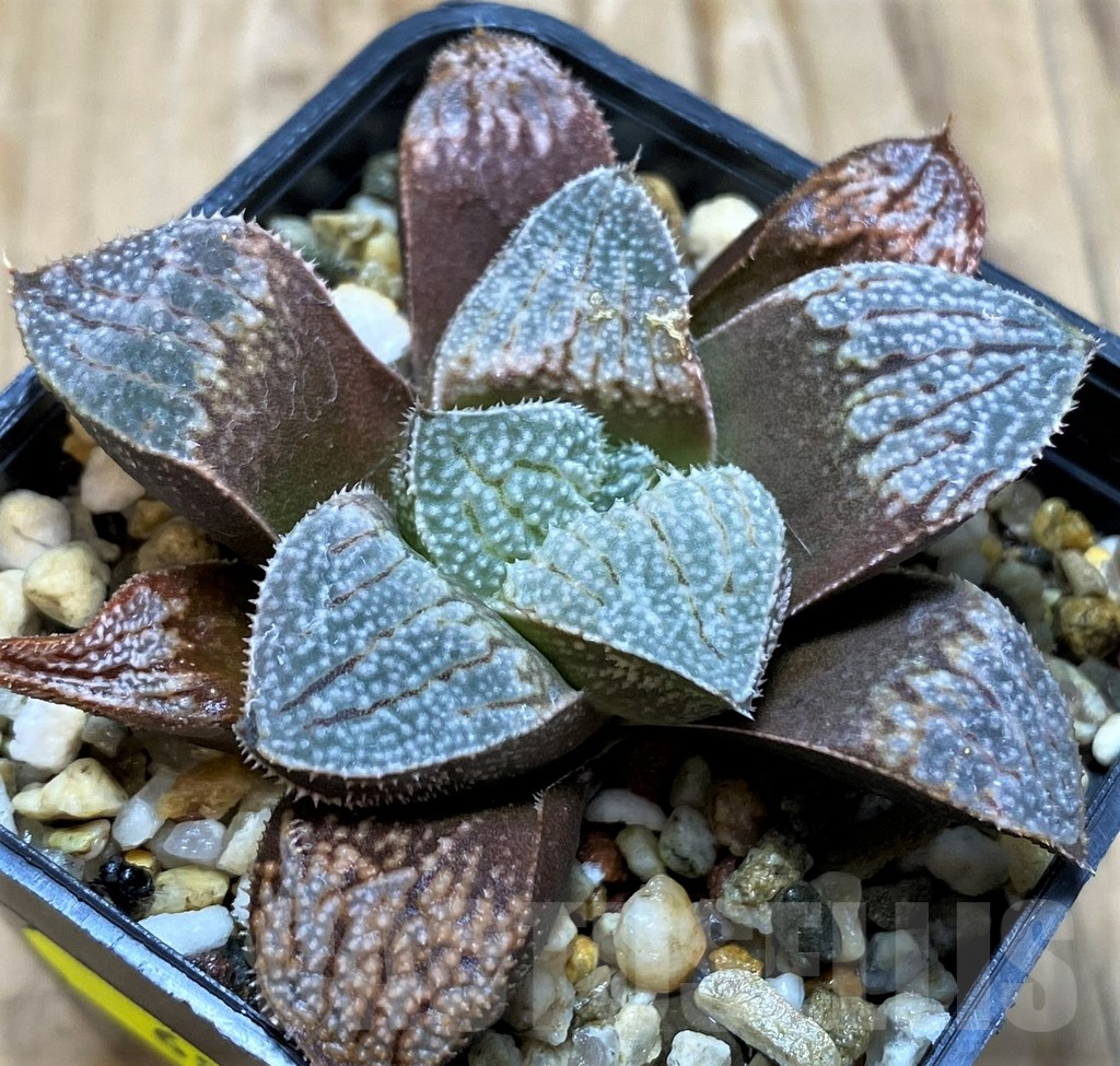 SH6810 Haworthia 'Yuki No Sato' hybrid - Image 3