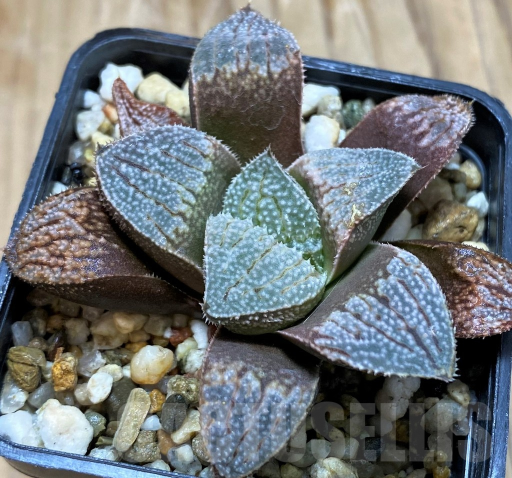SH6810 Haworthia 'Yuki No Sato' hybrid - Image 2