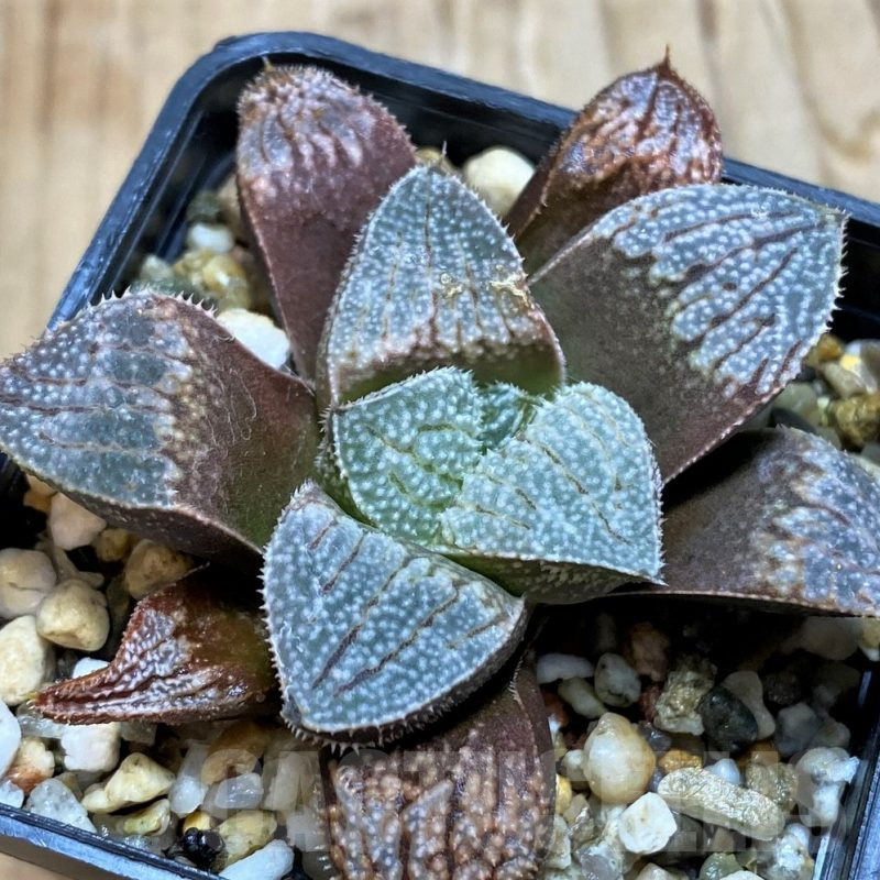 SH6810 Haworthia 'Yuki No Sato' hybrid