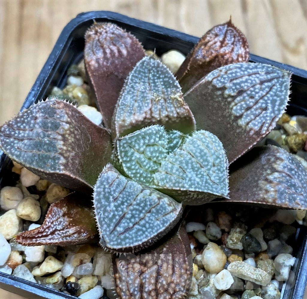 SH6810 Haworthia 'Yuki No Sato' hybrid