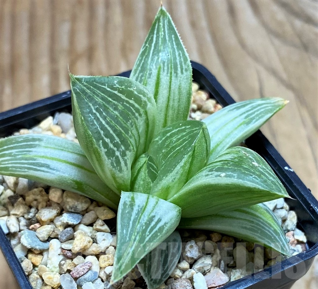SH6811 Haworthia retusa 'Milky Way' - immagine 2