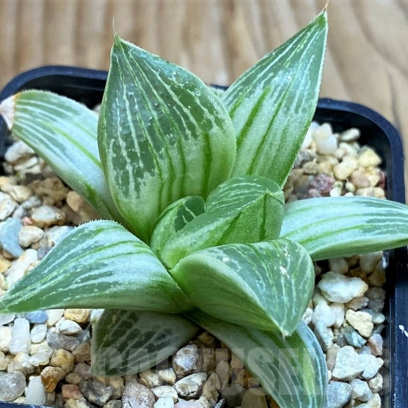SH6811 Haworthia retusa 'Milky Way'