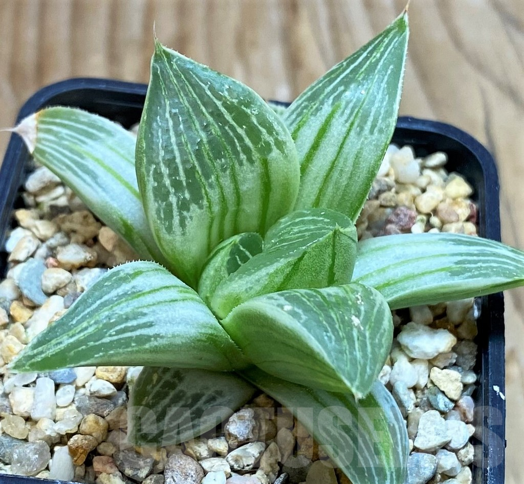 SH6811 Haworthia retusa 'Milky Way'