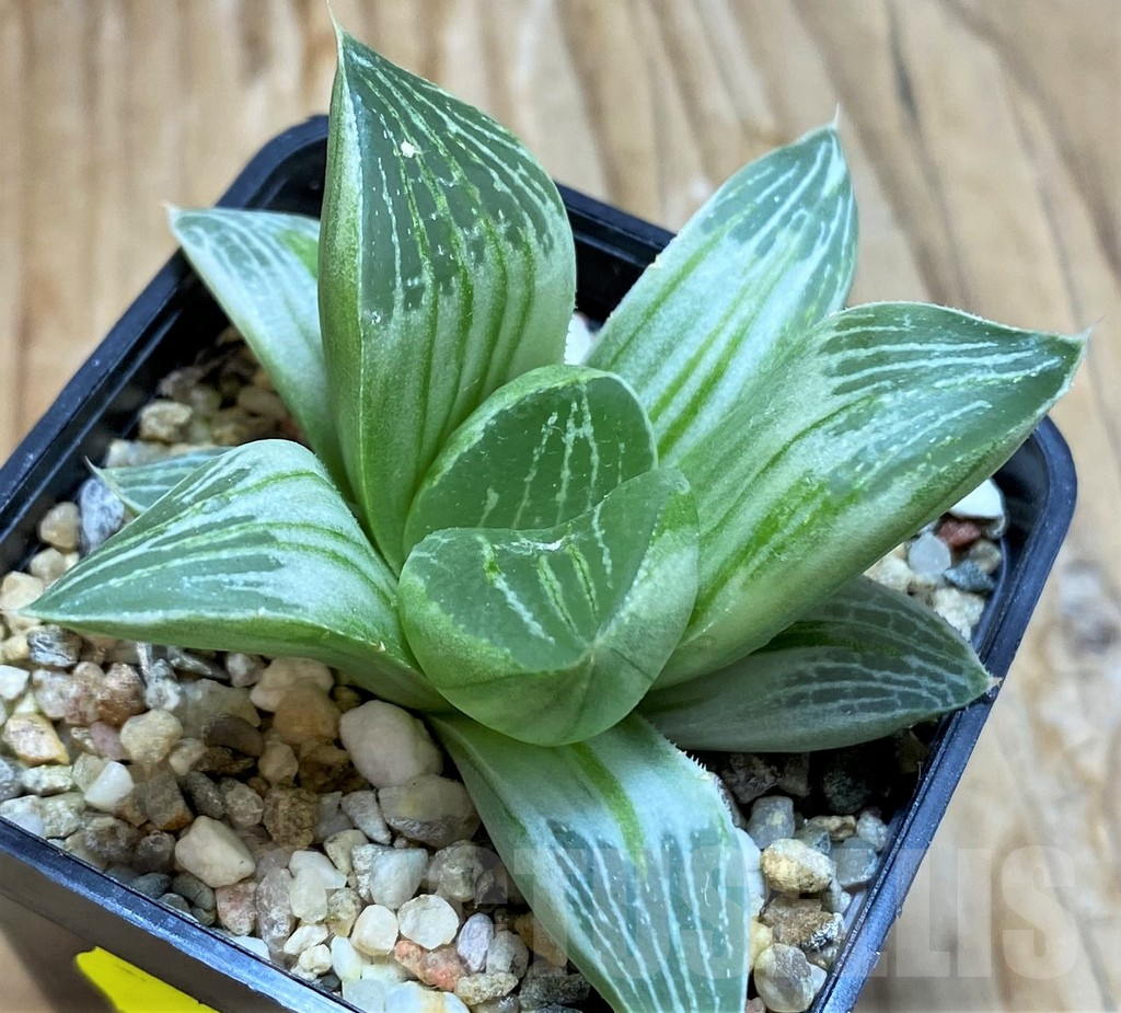 SH6812 Haworthia retusa 'Milky Way' - Image 2